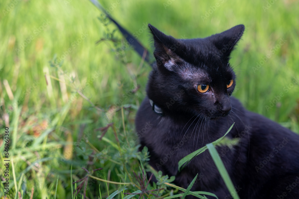 Black cat sits in the grass