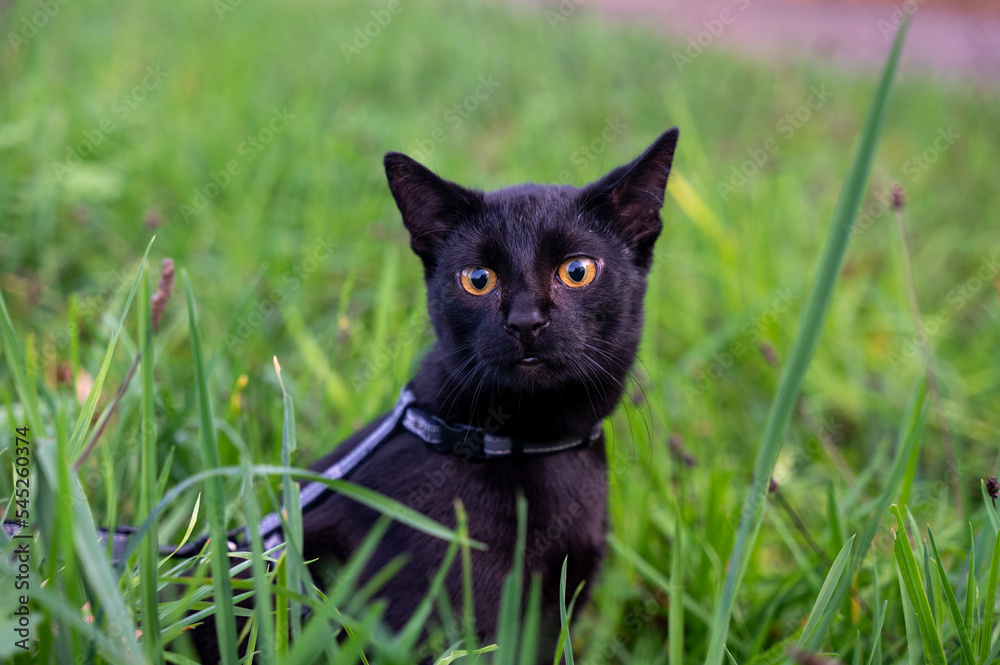 Black cat sits in the grass