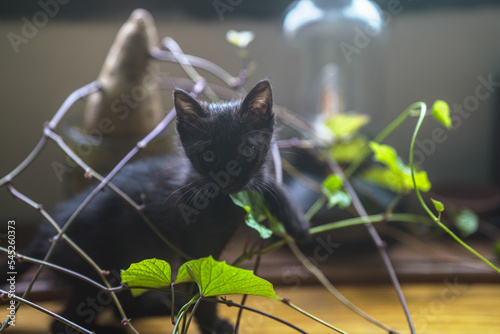 black kitten sitting among branches of sweet potato and looking into the camera 