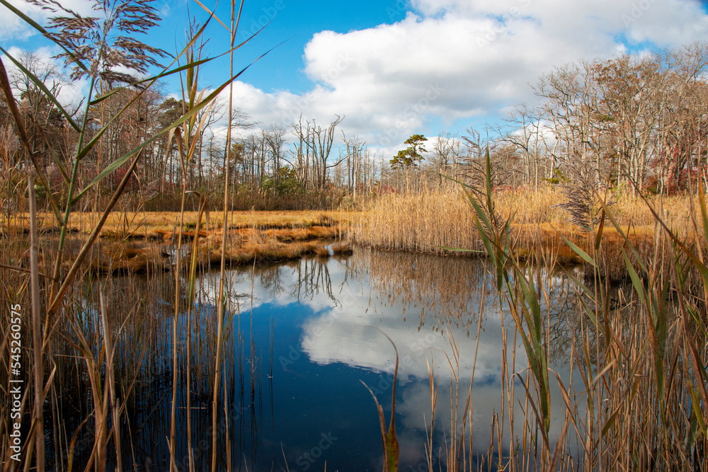 Looking through tall grass and reed at the blue sky and white clouds reflecting in water Looking through tall grass and reed at the blue sky and white clouds reflecting in water