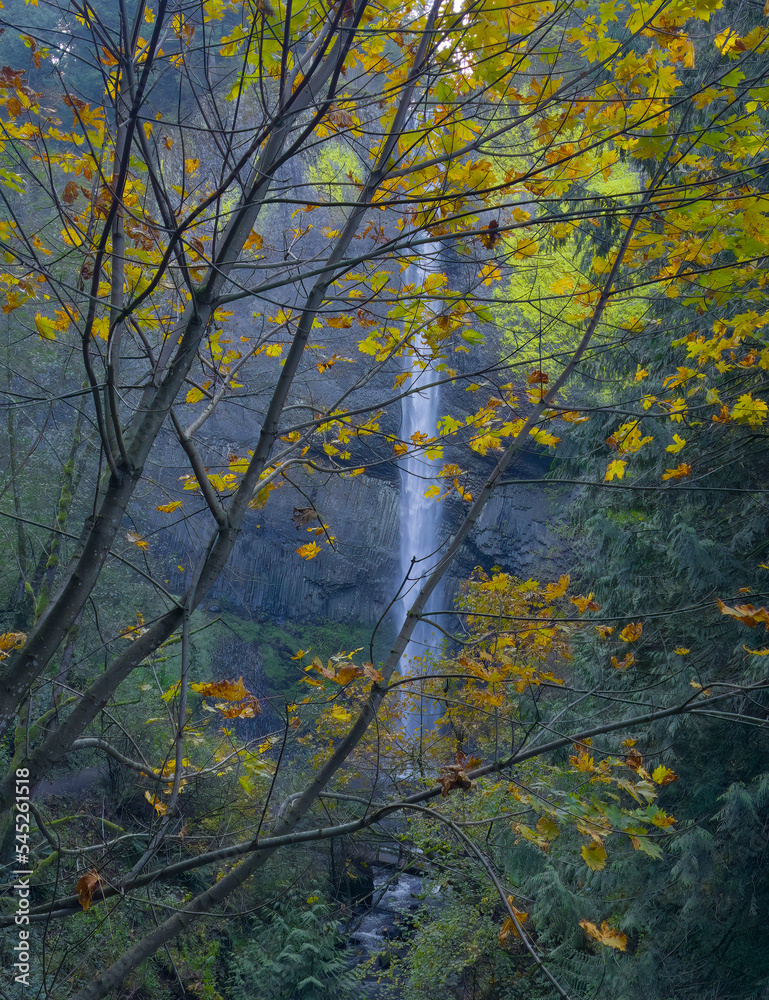 Latorell Falls with a maple tree showing fall color in the foreground, in the Columbia River National Scenic Area, Oregon