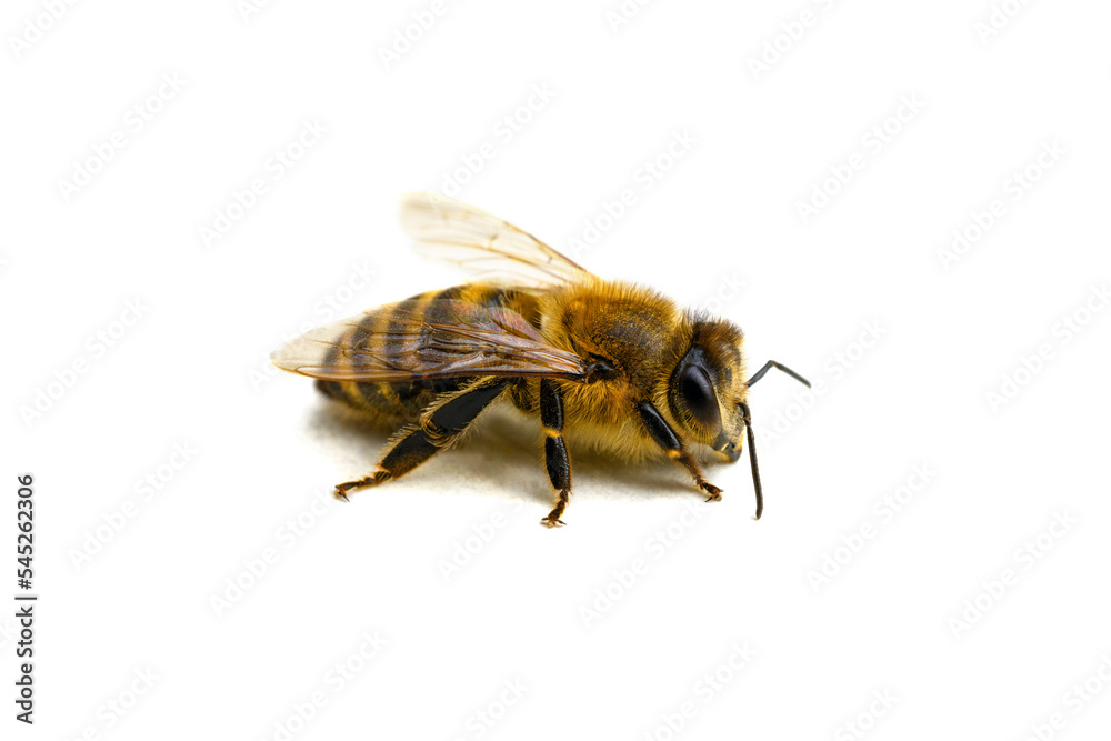One bee on a white isolated background. Isolate. Macro photography. Selective focus One bee on a white isolated background. Isolate. Macro photography. Selective focus