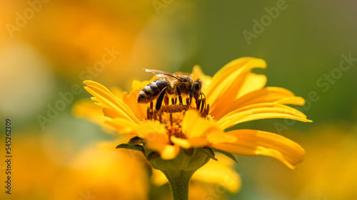 Bee and flower. Close up of a large striped bee collecting pollen on a yellow flower on sunny  day. Macro photography. Summer and spring backgrounds
