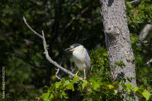 Black-crowned night heron perched in a tree 