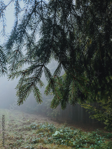 Summer and autumn hiking in the Carpathian mountains, stunning views from the tops, blue cloudy sky, fog photo