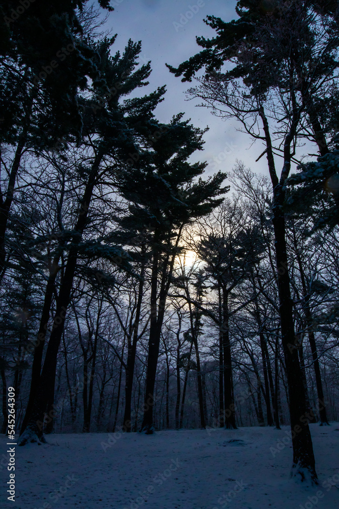 Sun shining through trees in winter Sun shining through trees in winter