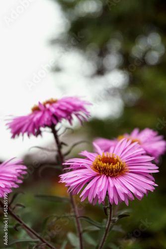 Multicolored floral natural background.