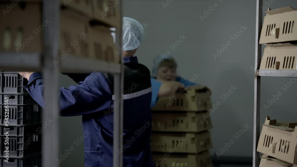 Poultry plant workers packaging the alive small chicks into the cardboard boxes. Poultry plant labourers stacking up the cartons packages. Animal packaging for transportation at the poultry plant. Poultry plant workers packaging the alive small chicks into the cardboard boxes. Poultry plant labourers stacking up the cartons packages. Animal packaging for transportation at the poultry plant.