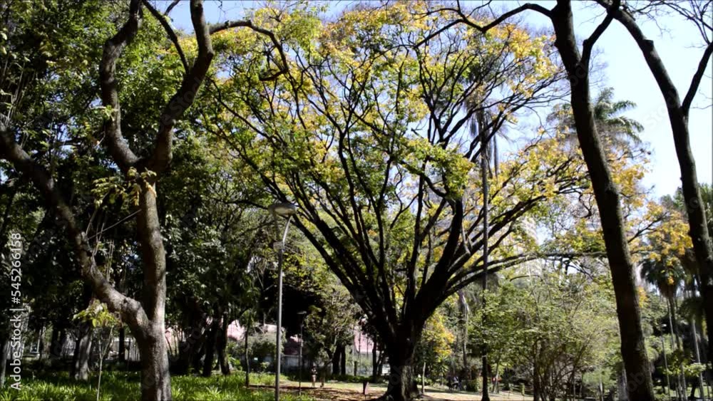 Several people walking under huge trees in a public park in Belo Horizonte. Some commercial buildings in the background. Several people walking under huge trees in a public park in Belo Horizonte. Some commercial buildings in the background.