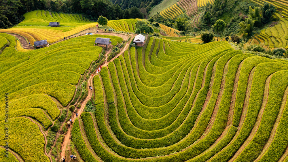 Fototapeta premium Rice fields on terraced prepare the harvest at Northwest Vietnam.