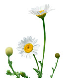 Naturally growing chamomile or daisy flowers