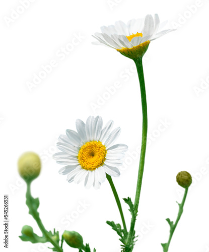 Naturally growing chamomile or daisy flowers photo
