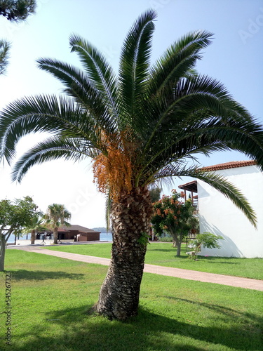 A large banana palm tree on the shore of the Black Sea. Green plants around the world