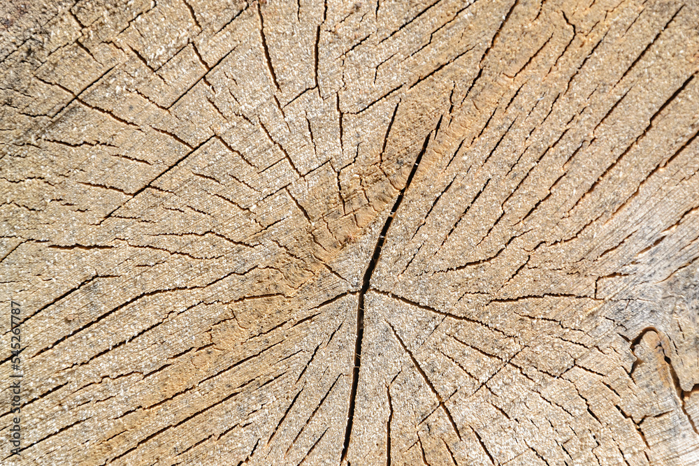 Fototapeta premium wood cut texture