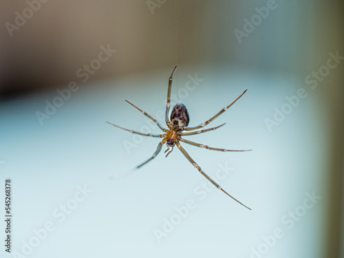 Araña colgada mostrando el vientre