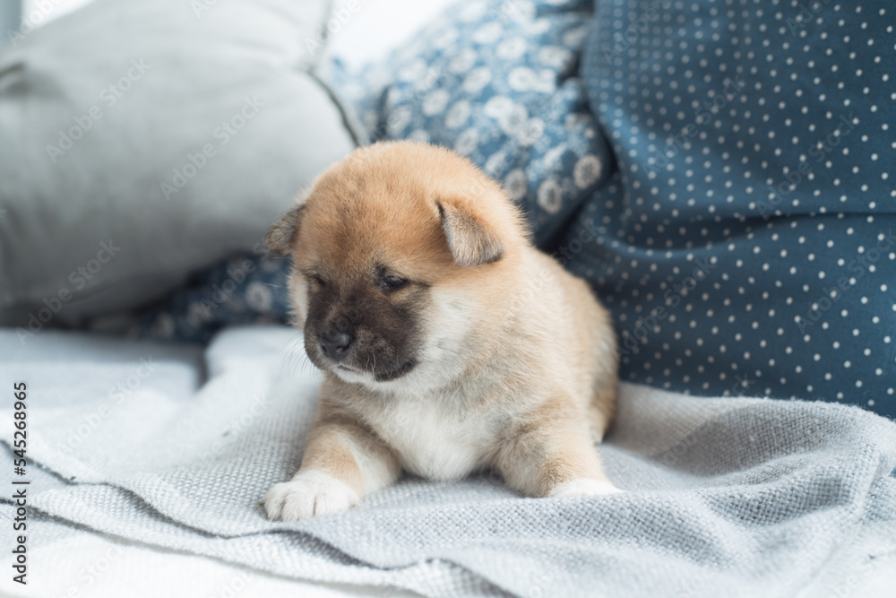 little sweet puppy shiba inu is sleeping little sweet puppy shiba inu is sleeping