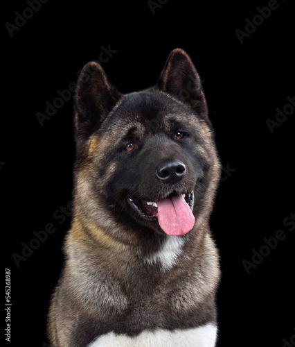 American Akita dog photo