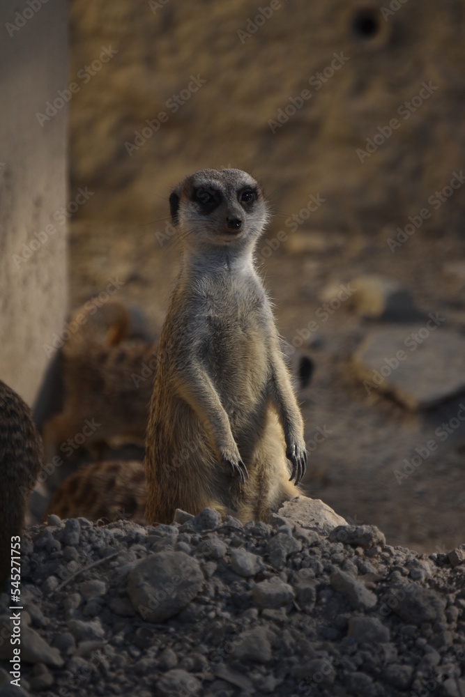Fototapeta premium Suricata de pie mirando a cámara
