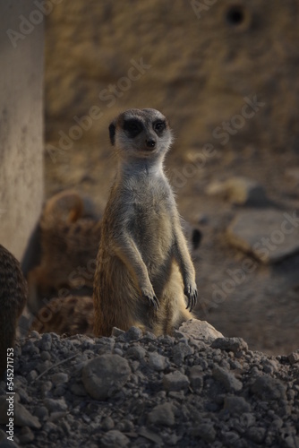 Suricata de pie mirando a cámara