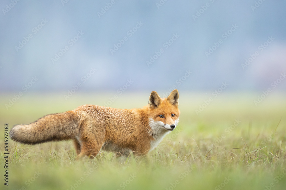 Fox Vulpes vulpes in autumn scenery, Poland Europe, animal walking among autumn meadow Fox Vulpes vulpes in autumn scenery, Poland Europe, animal walking among autumn meadow