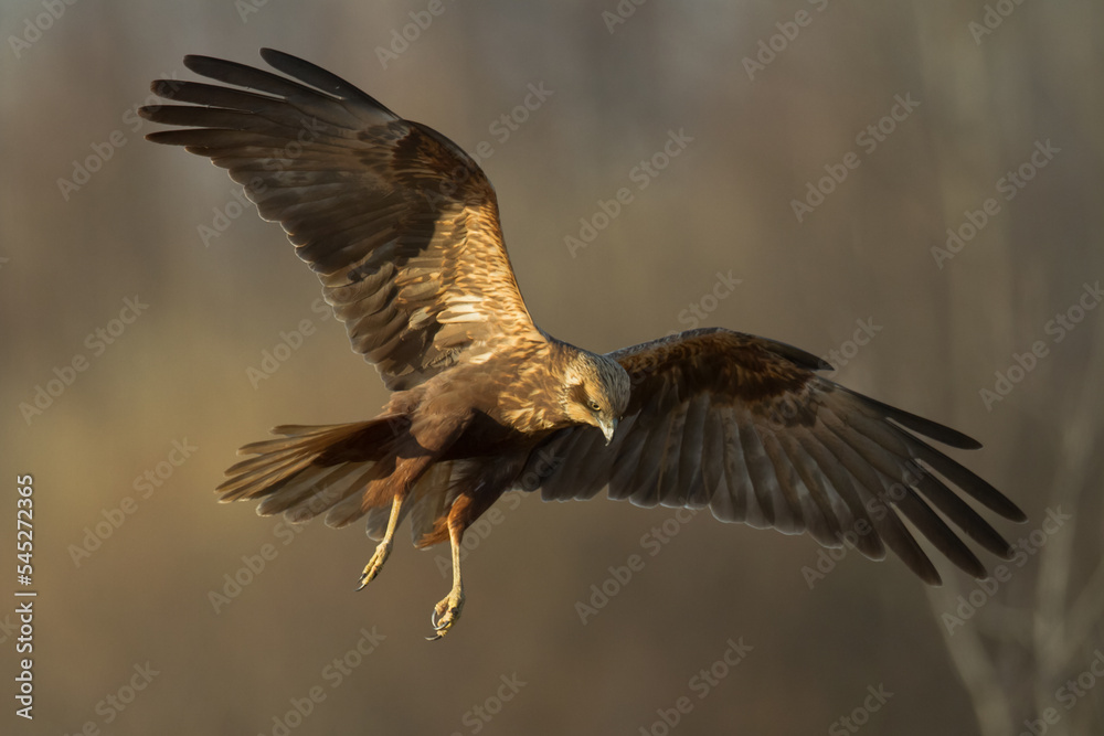 Obraz premium Flying Birds of prey Marsh harrier Circus aeruginosus, hunting time Poland Europe