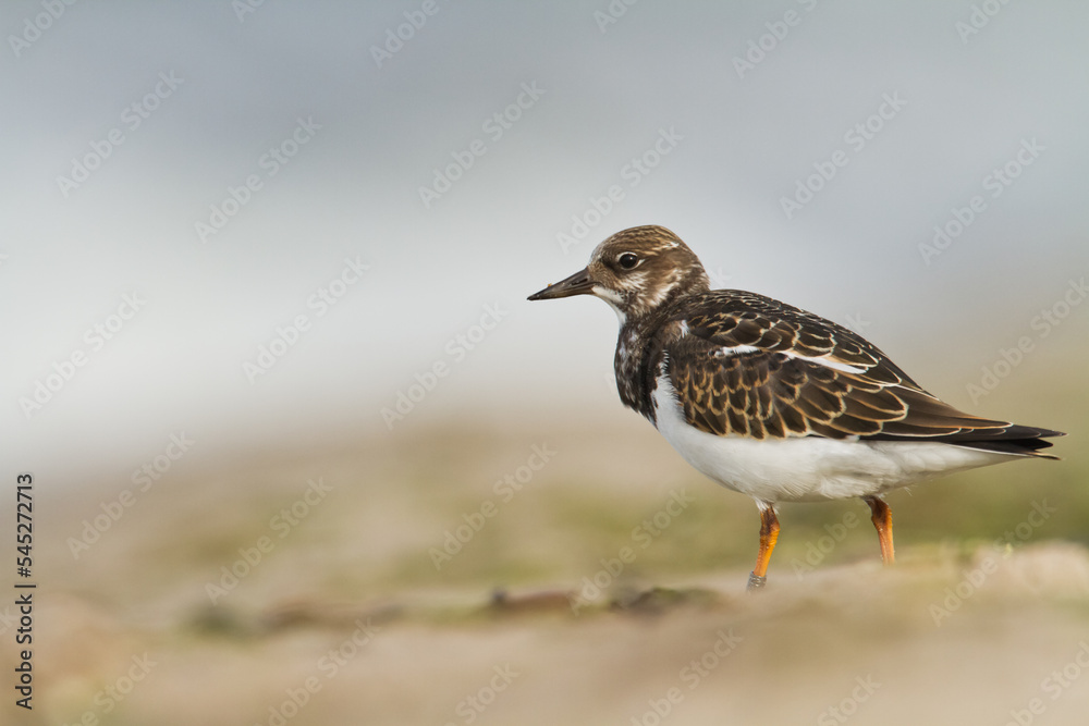 bird - Ruddy Turnstone migratory Arenaria interpres shorebird, migratory bird, Poland Europe Baltic Sea