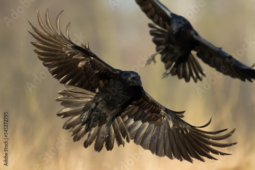 flying Bird beautiful raven Corvus corax North Poland Europe © Marcin Perkowski