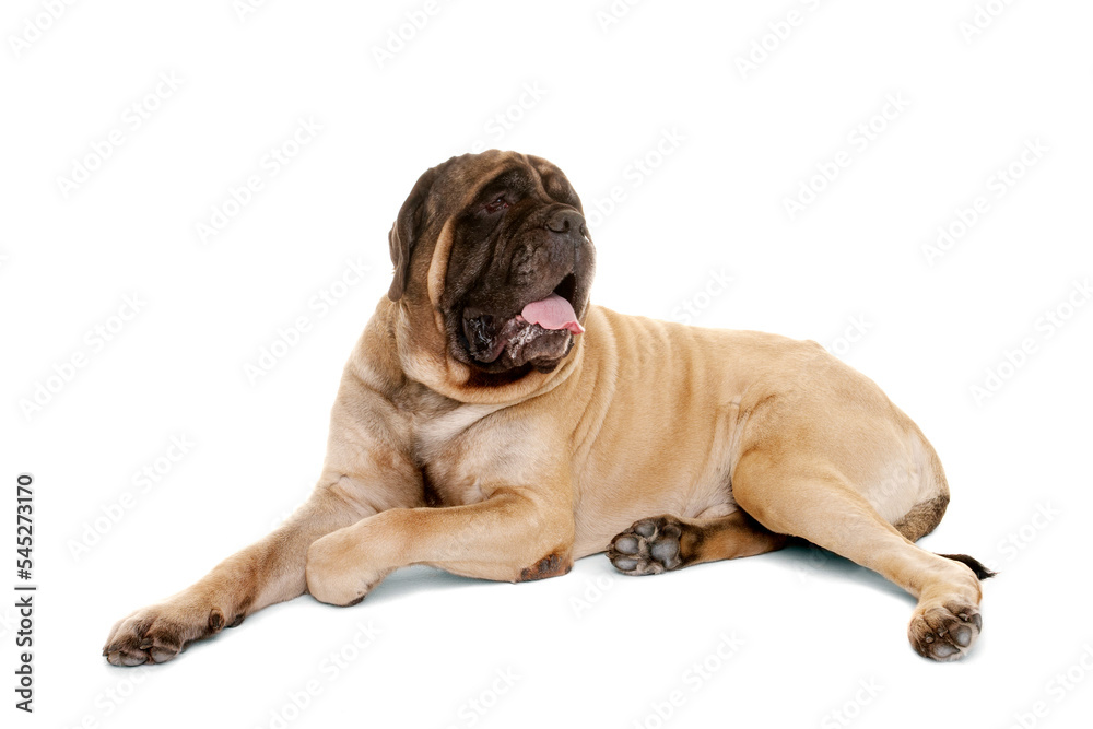 Old English Mastiff on white background