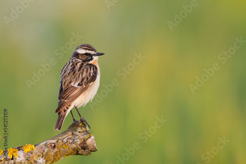Bird Whinchat Saxicola rubetra - bird sitting on the weed, male, amazing background with warm light summer time Poland, Europe photo