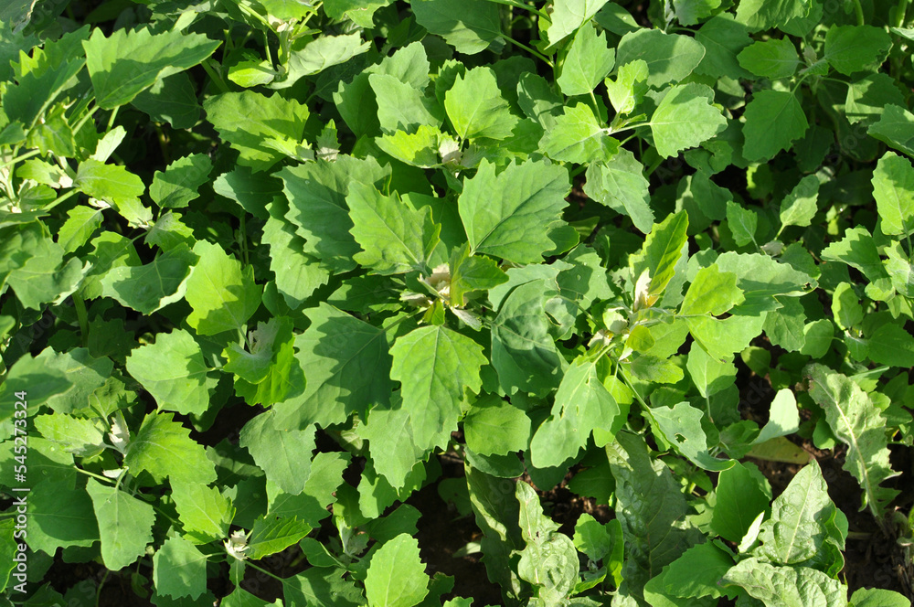 White quinoa (Chenopodium album) grows in nature White quinoa (Chenopodium album) grows in nature