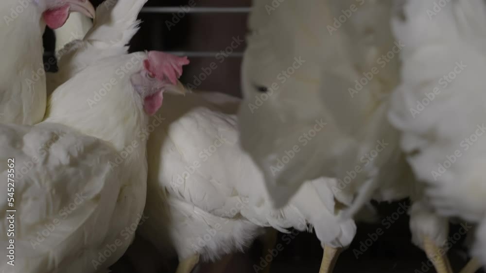 Lots of rooster chickens kept inside the steel enclosures at the farm