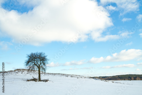 silhouette of lonely tree on the hill in Poland, Europe on sunny day in winter, amazing clouds in blue sky 