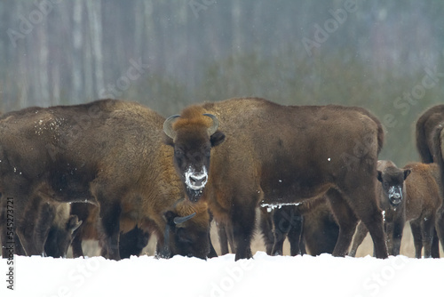 Mammals - wild nature European bison ( Bison bonasus ) Wisent herd standing on the winter snowy field North Eastern part of Poland, Europe Knyszynska Primeval Forest