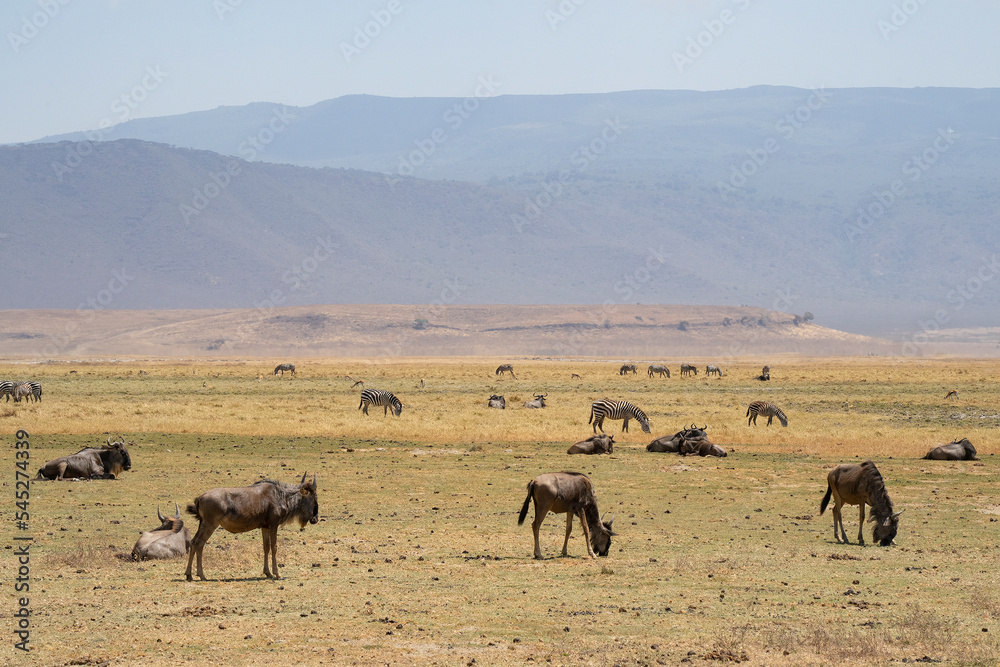 Wildebeest and Zebras in Tanzania