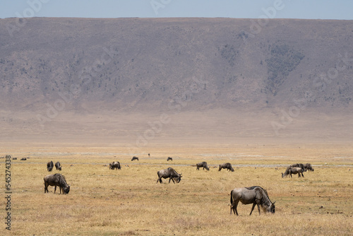 Wildebeest in Tanzania