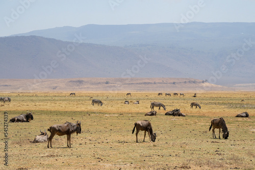 Wildebeest and Zebras in Tanzania © Moshe Einhorn