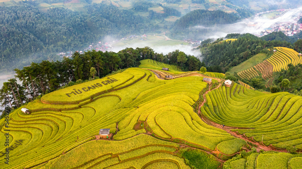 Rice fields on terraced prepare the harvest at Northwest Vietnam.