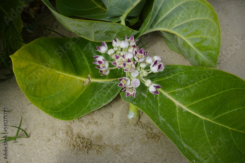 Calotropis procera is a species of flowering plant in the family Apocynacea.  Fortaleza, Brazil. photo