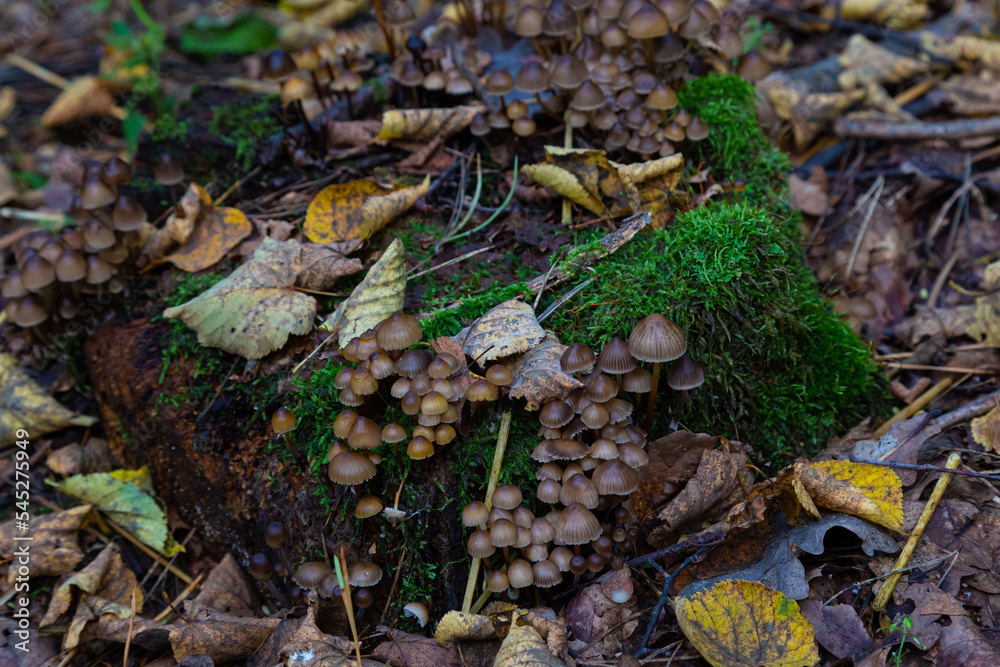 Brown small Mycena inclinata mushrooms on old stump in forest. Brown small Mycena inclinata mushrooms on old stump in forest.