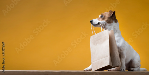 Portrait of a Jack Russell Terrier dog with a paper bag in his mouth on a yellow background. Copy space.
