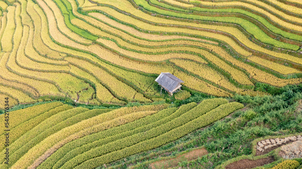 Rice fields on terraced prepare the harvest at Northwest Vietnam. Rice fields on terraced prepare the harvest at Northwest Vietnam.
