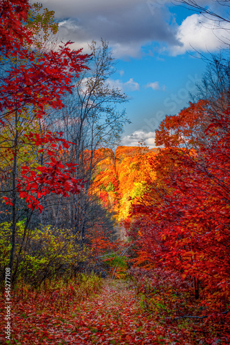 A very colorful Autumn in Upstate NY this year. Looking down an old ski trail at Aqua Terra in Binghamton NY.