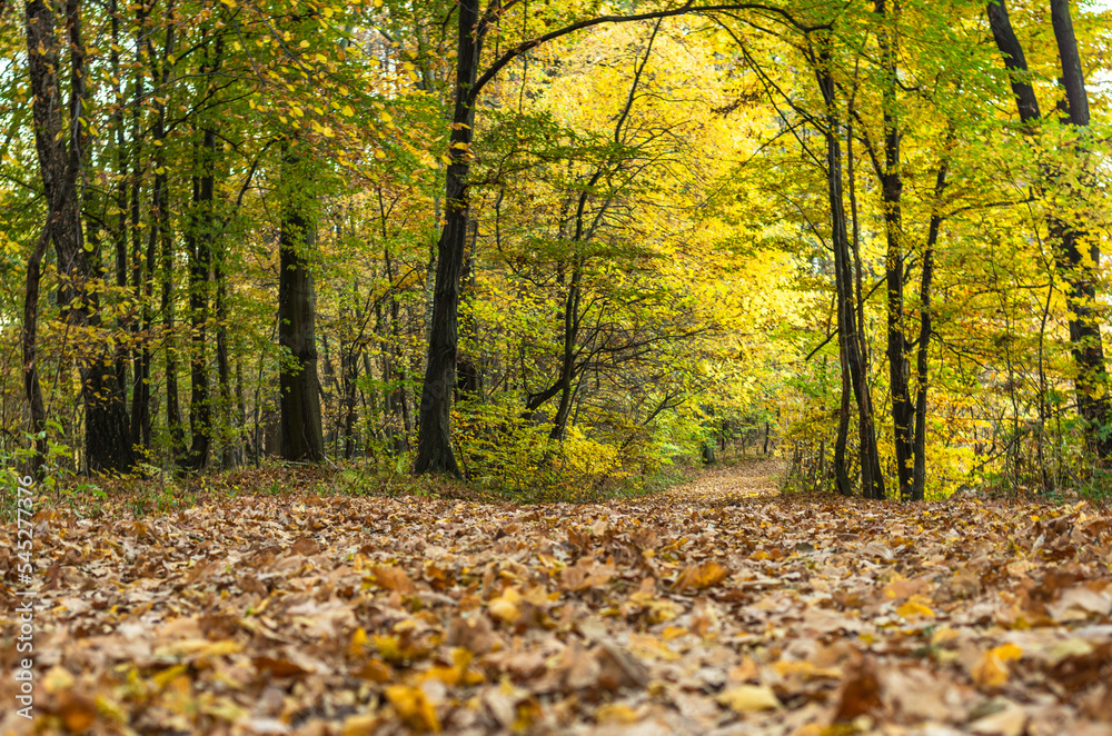 A path covered with leaves in an autumn forest - Golden Polish Autumn A path covered with leaves in an autumn forest - Golden Polish Autumn