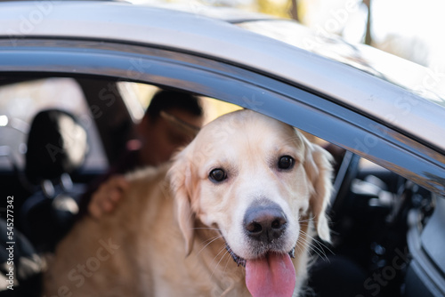 A man travels by car with his dog in an autumn forest. The owner and his golden retriever look out the car window.