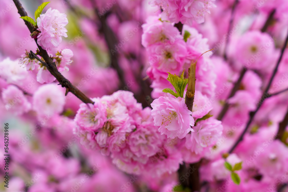 Blossoming sakura tree flower with selective focus on blurred background. Defocused backdrop copy space Blossoming sakura tree flower with selective focus on blurred background. Defocused backdrop copy space