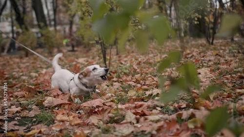 Dog breed Jack Russell Terrier on a leash in the park aggressively barks when he sees an opponent's dog