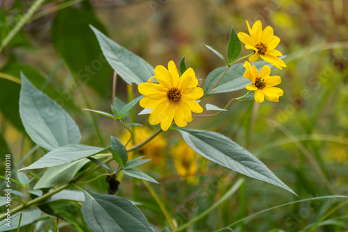 Oxeye Sunflowers Growing Wild In The Field