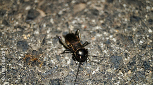 czarny insekt © Bartosz