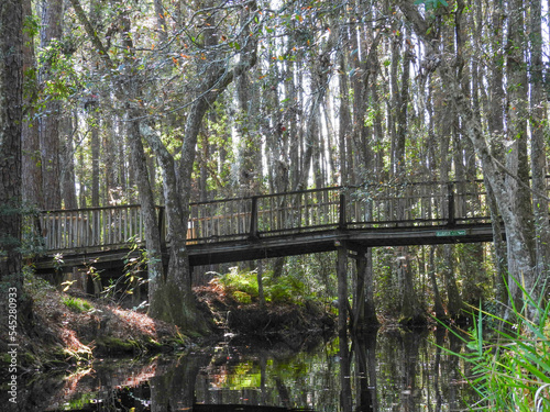 Wooden boardwalk and bridge through the trees in the Okefenokee Swamp