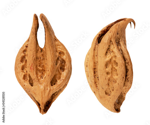 Martynia  annua fruits on transparent background. photo